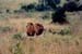 Lions_Mara2