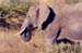 Maasai_mara_elephant