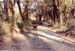 Nakuru_park_main_road