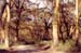 Nakuru_park_main_road_yellow_acacia_trees