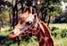Portrait_giraffe