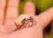 Small_Hermit_Crab_south_coast