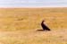 Tawny_eagle_nakuru
