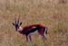 Thompsons_gazelle_Mara