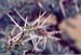Thorny_tree_nakuru_trip2_2