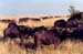 Three_Buffalo_stare