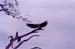 Vulture_Nakuru_trip2