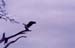 Vulture_Nakuru_trip2_2
