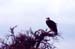 Vulture_at_sunrise_Mara