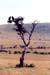 Vultures_Mara