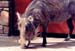 Warthog_keekorok_lodge