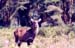 Waterbuck_female_nakuru_trip2