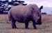 White_Rhino_Nakuru_trip2