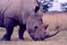 White_Rhino_Nakuru_trip2_2