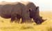 White_rhinos_lake_nakuru