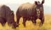 White_rhinos_lake_nakuru2
