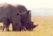 White_rhinos_lake_nakuru3