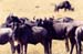 Wildebeast_Mara