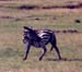 Zebra_Mara