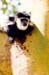 collubus_monkey_naivasha