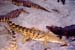 crocodile_farm_bamburi