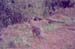 dikdik_Nakuru_trip2