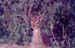 dikdik_Nakuru_trip2_2