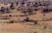 elephants_Maasai_Mara