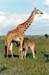 giraffe_and_kid