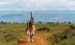giraffe_family_nnp