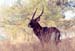 male_waterbuck_nakuru