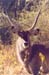 male_waterbuck_nakuru2
