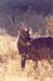 male_waterbuck_nakuru3