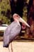 marabu_stock_naivasha