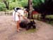 me_feeding_giant_tortoise