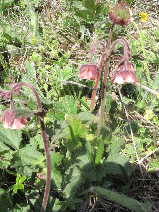120611eWaterAvens