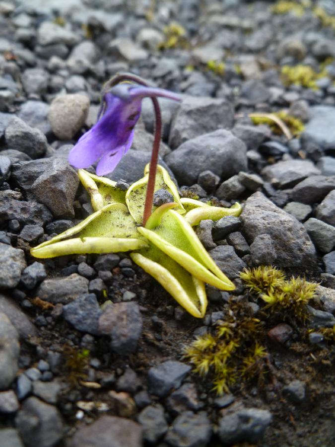 120615gButterwort