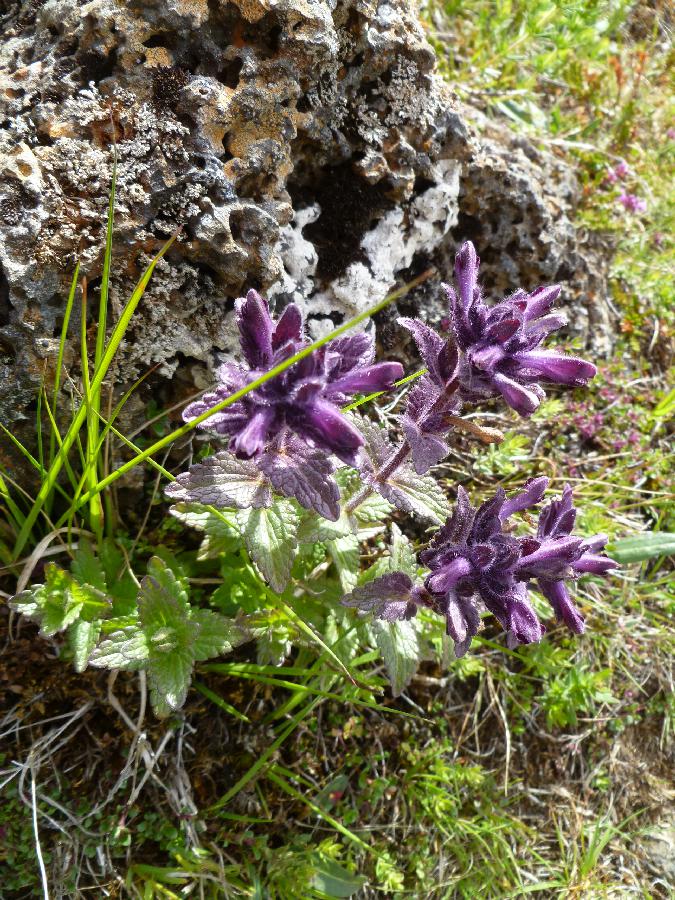 120620bBartsia
