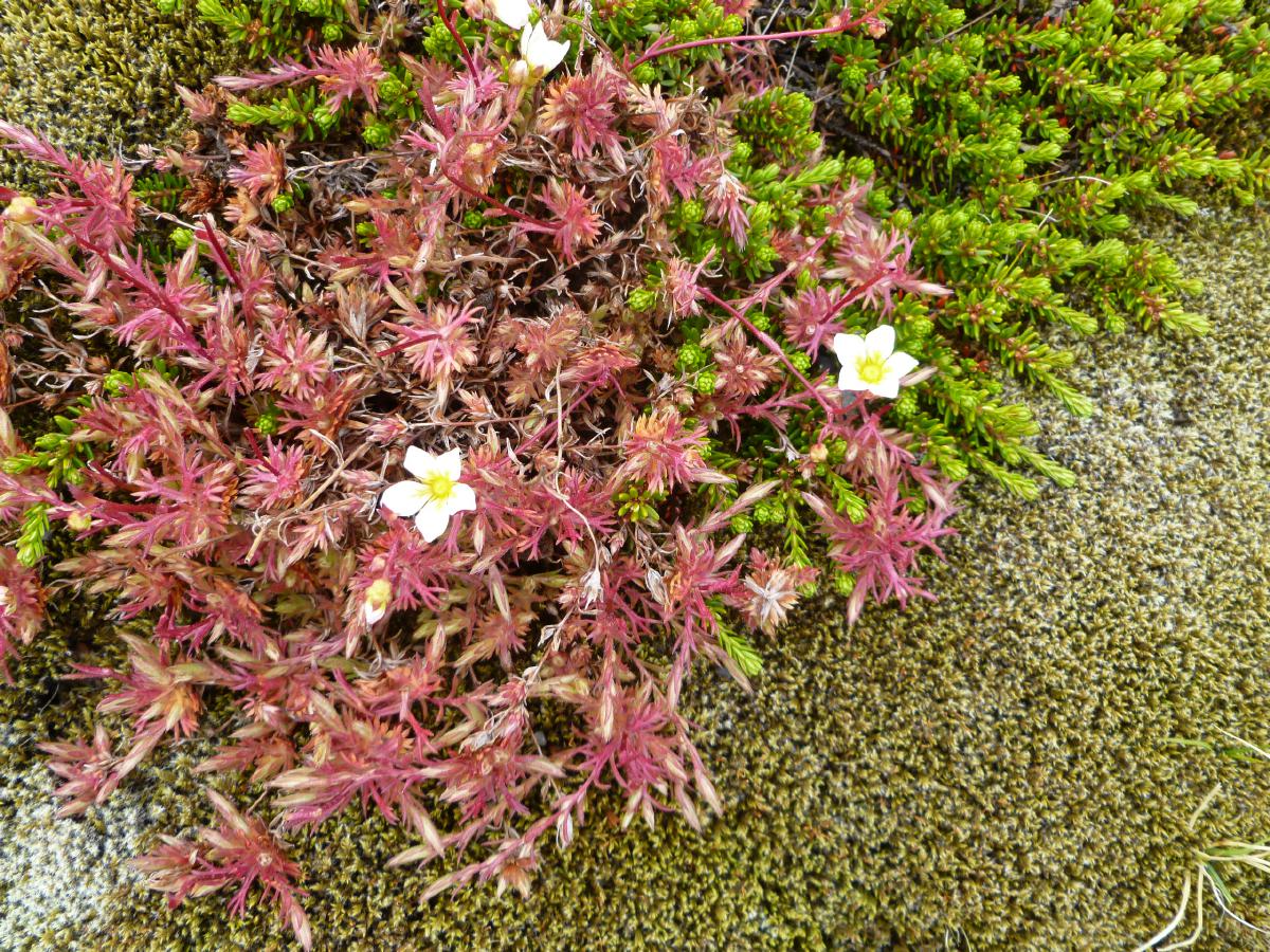 120617bFlower