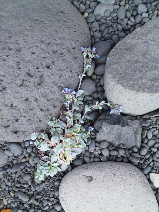 120622hBugloss""