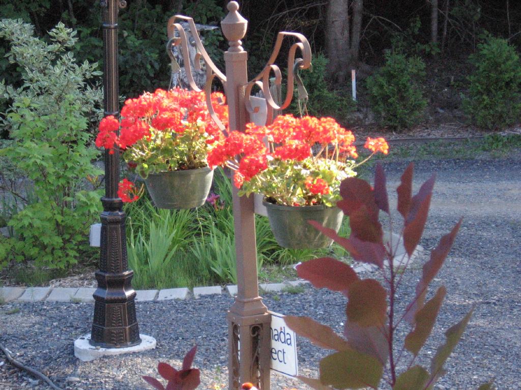 100802auNiDaigleFlowers