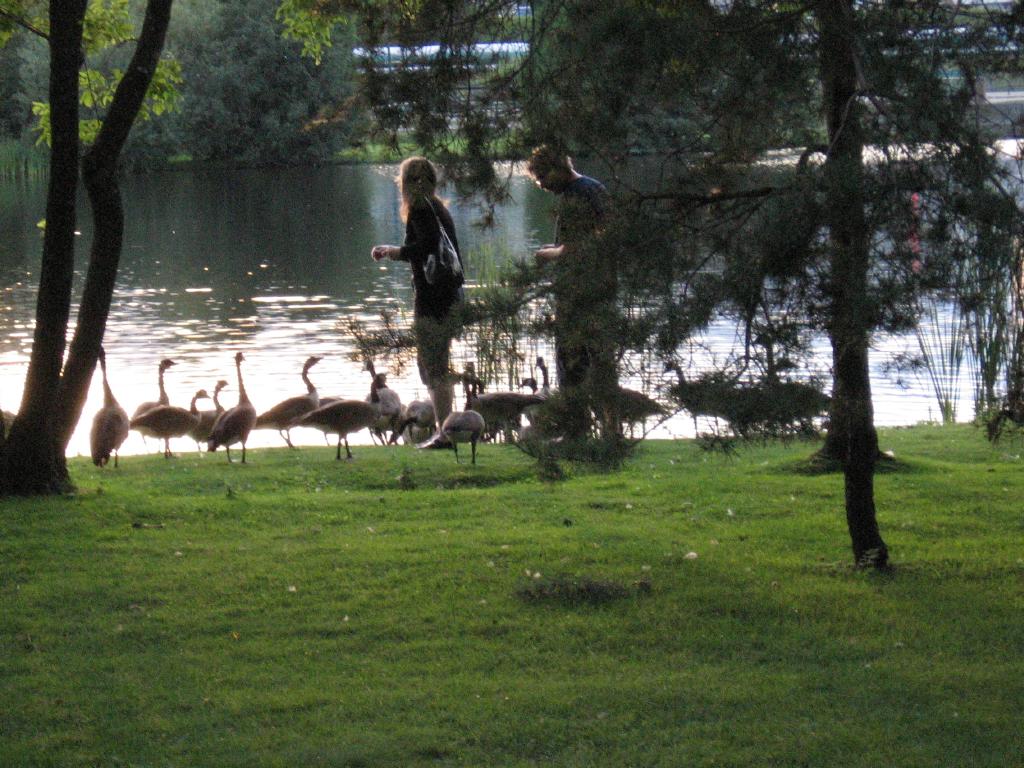 100802canadaGeese