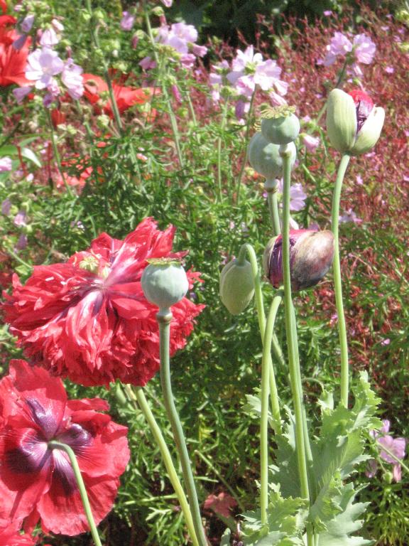 100808poppiesFerryland