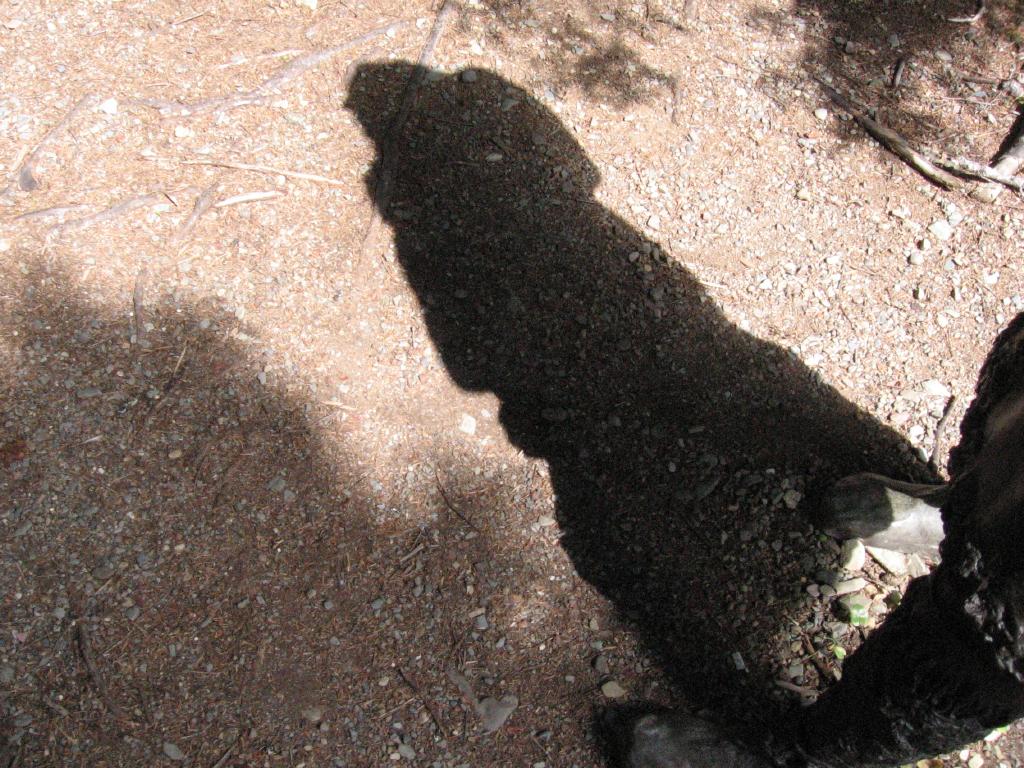 100813shadowBeothuk