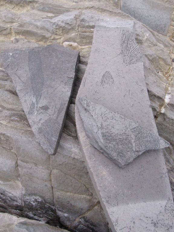 100821graptolites