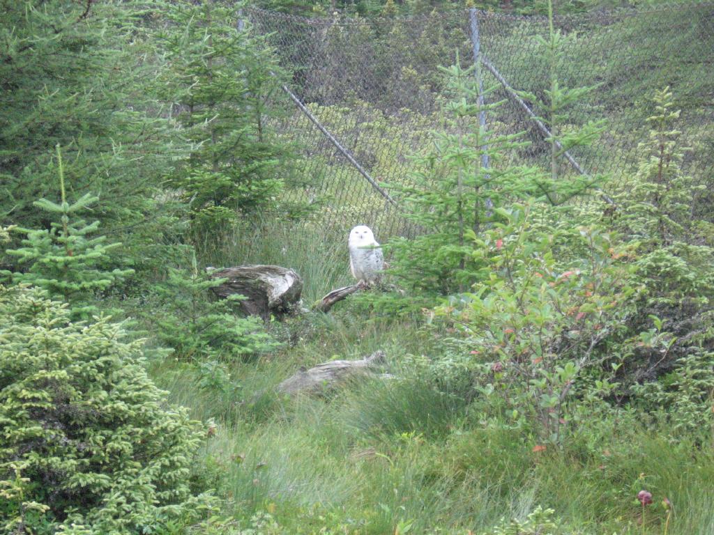 100806snowOwlSalmonier