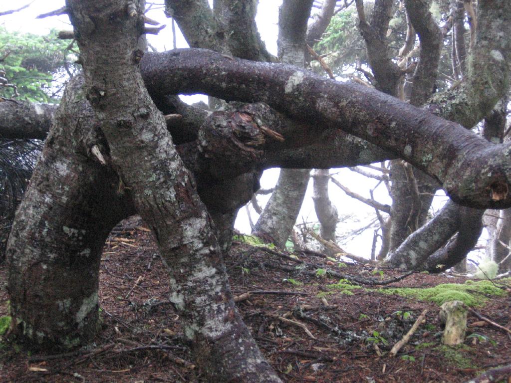 100811horizontalTrees