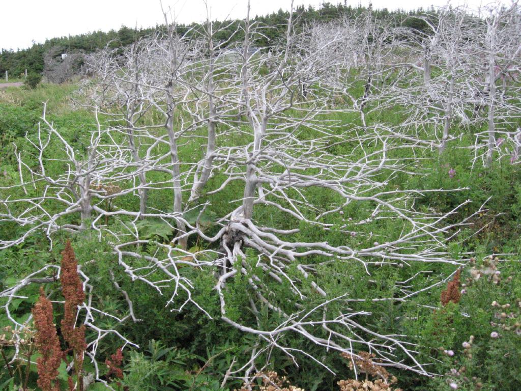 100821deadTreeGarden