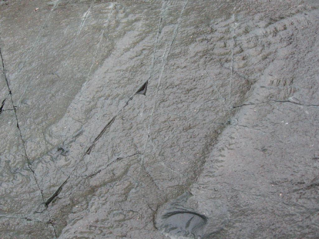 100807fossil6