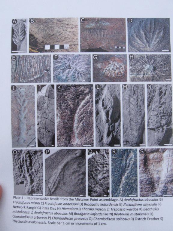 100807fossilTypes